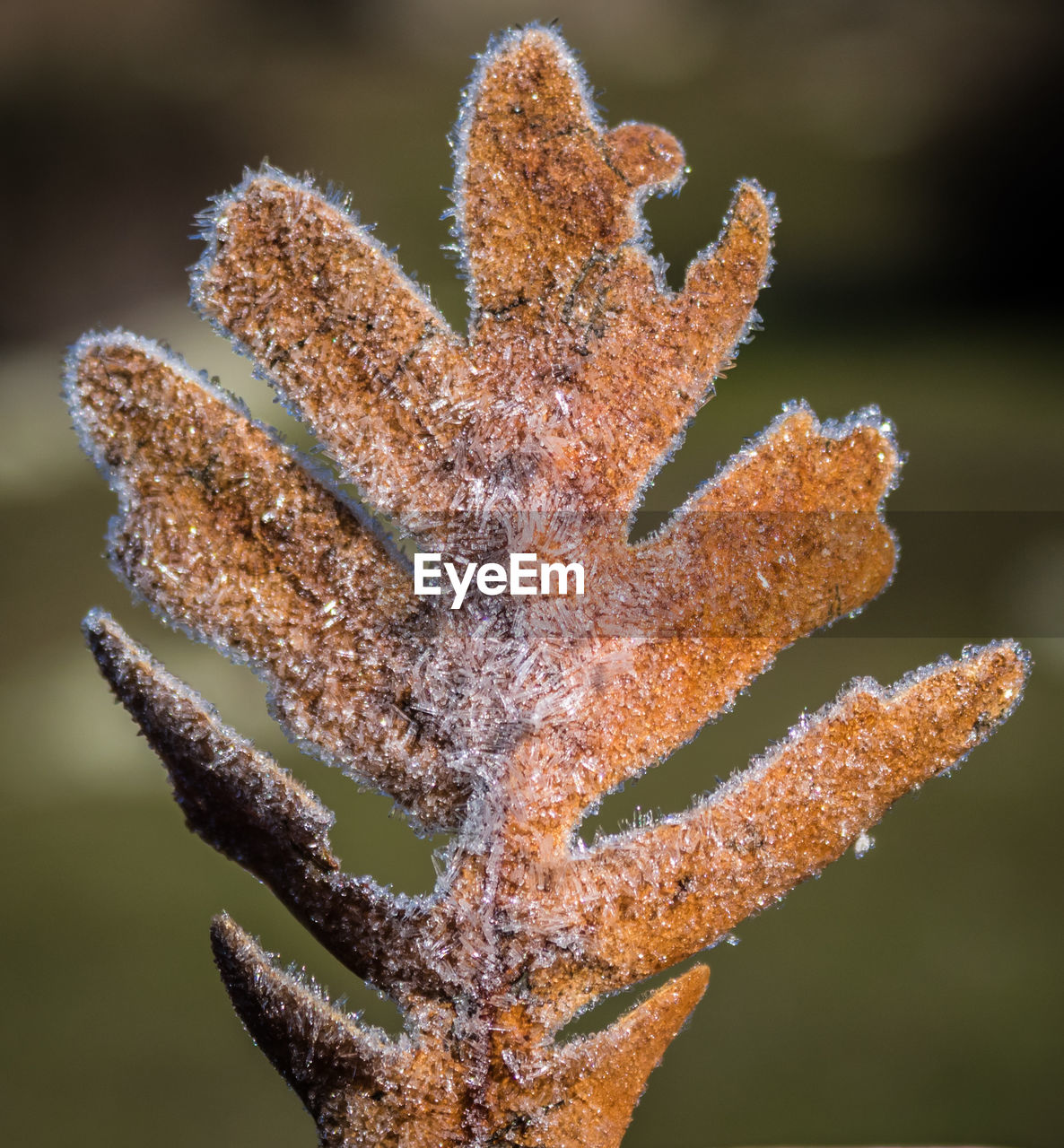 Close-up of frozen plant during winter