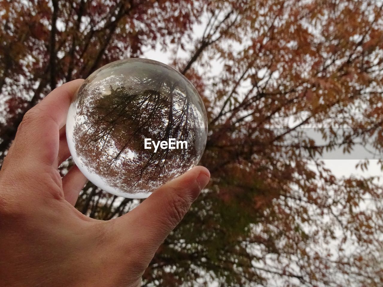 Close-up of hand holding crystal ball against tree