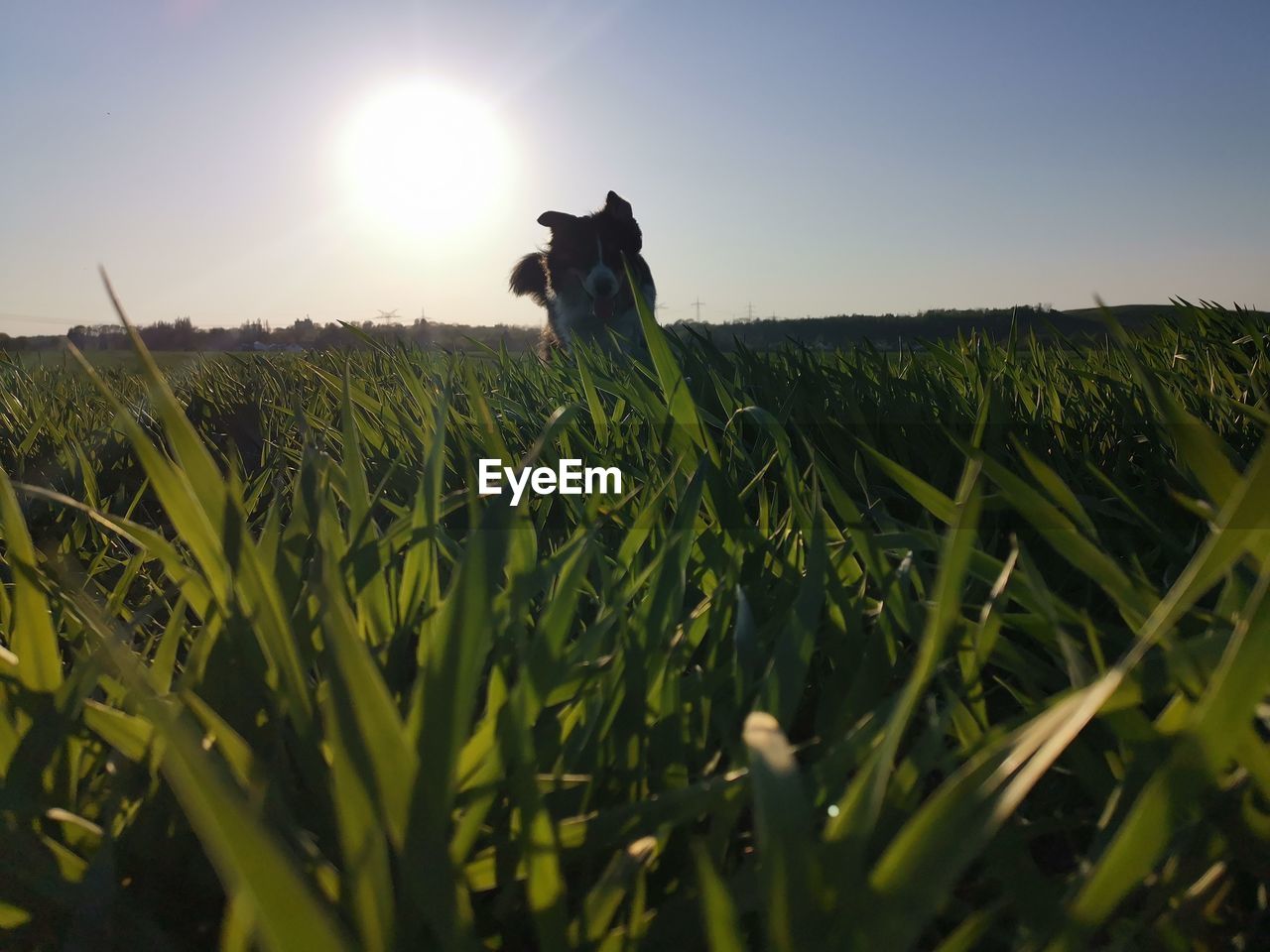 View of dog on field against sky