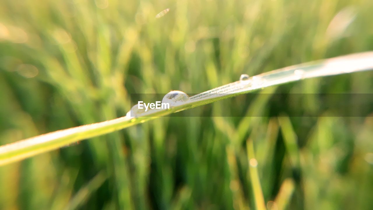 CLOSE-UP OF LEAF ON GRASS