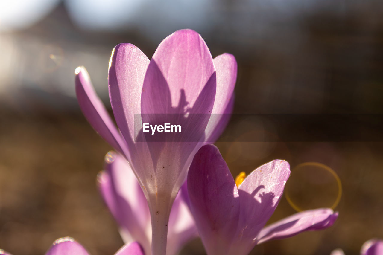 Close-up of pink crocus flower