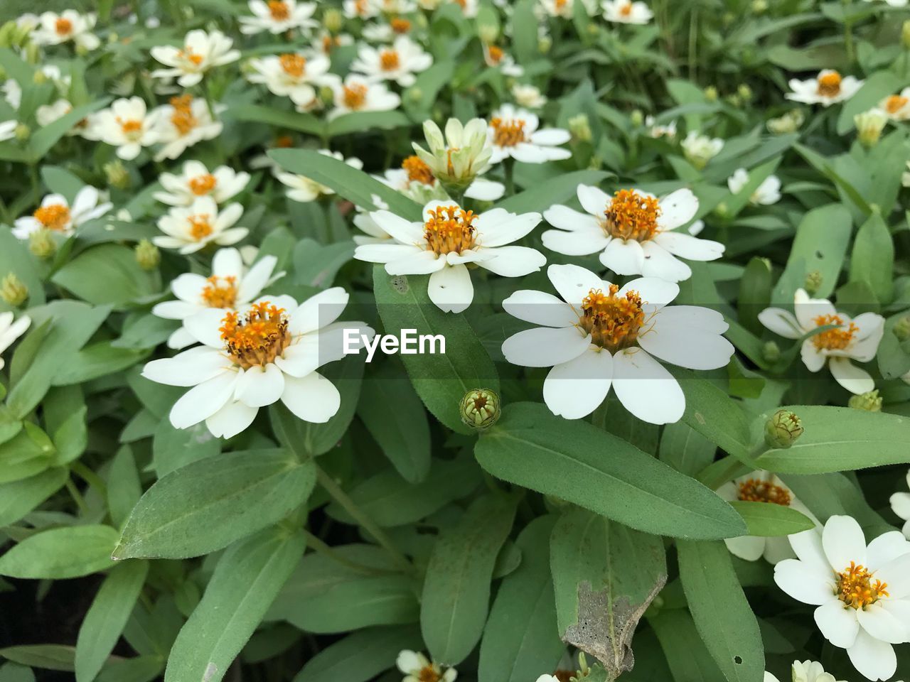 CLOSE-UP OF FLOWERS BLOOMING