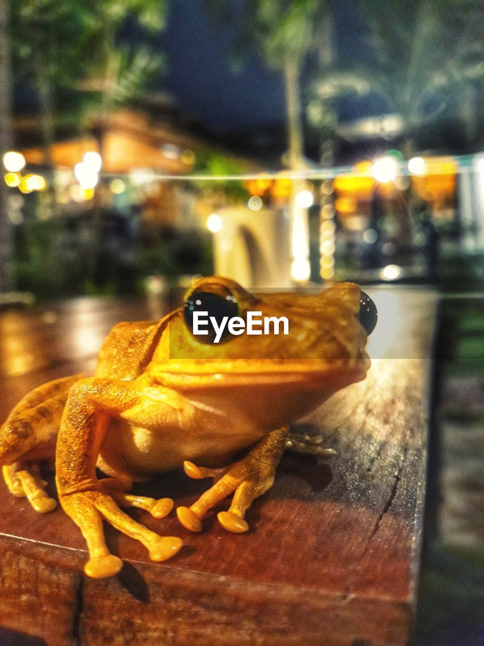 CLOSE-UP OF TURTLE ON NIGHT