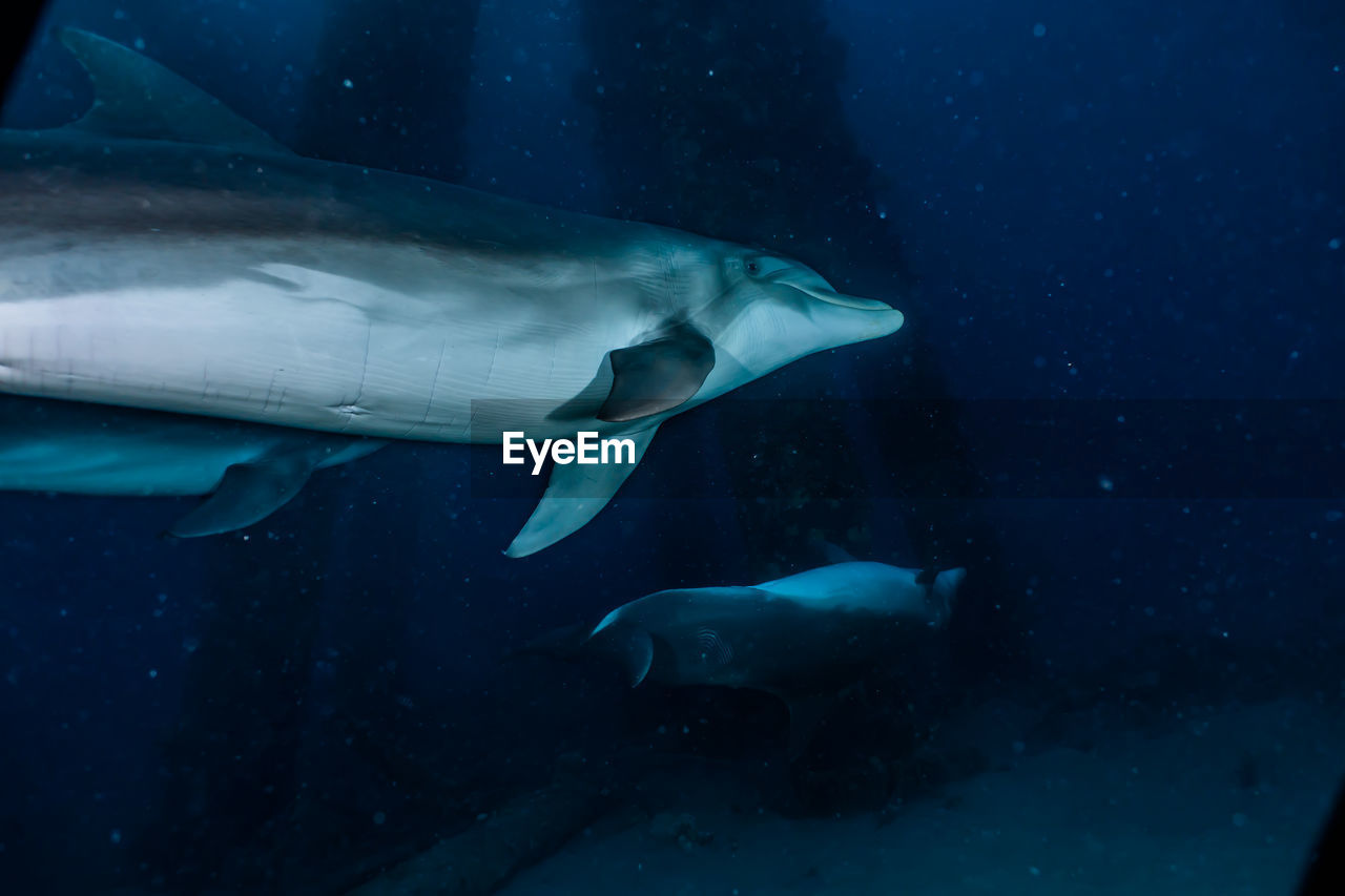 One dolphin swimming in the red sea, eilat israel a.e