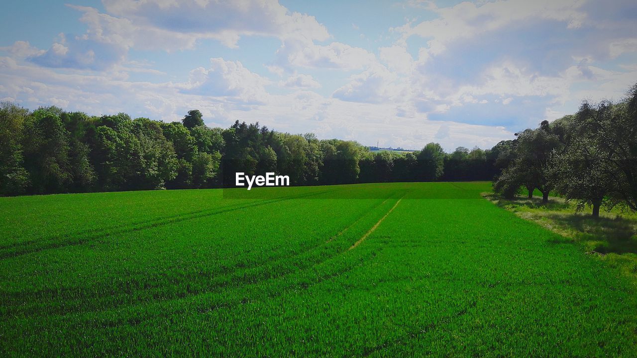 Scenic view of agricultural field against sky