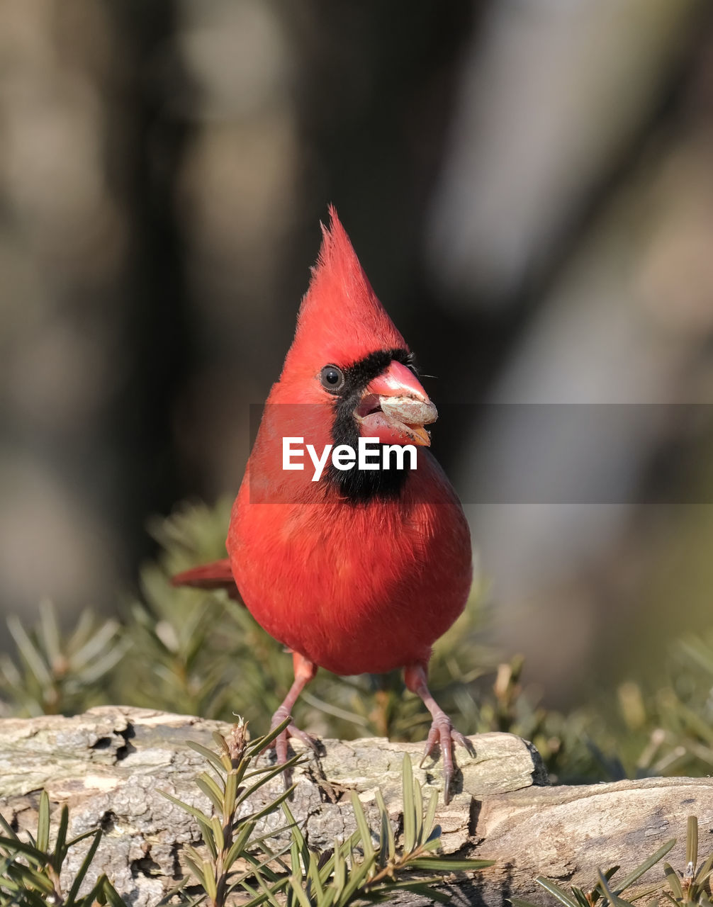 Northern cardinal