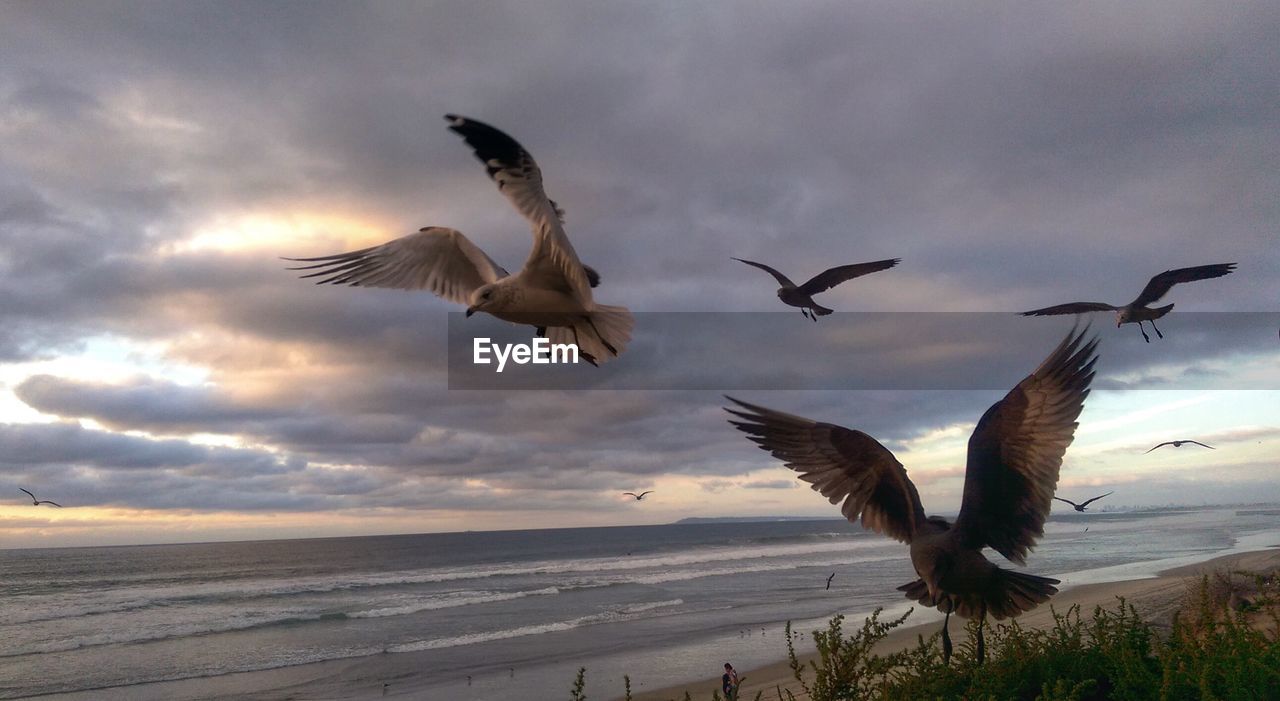 Birds flying by sea against cloudy sky at dusk