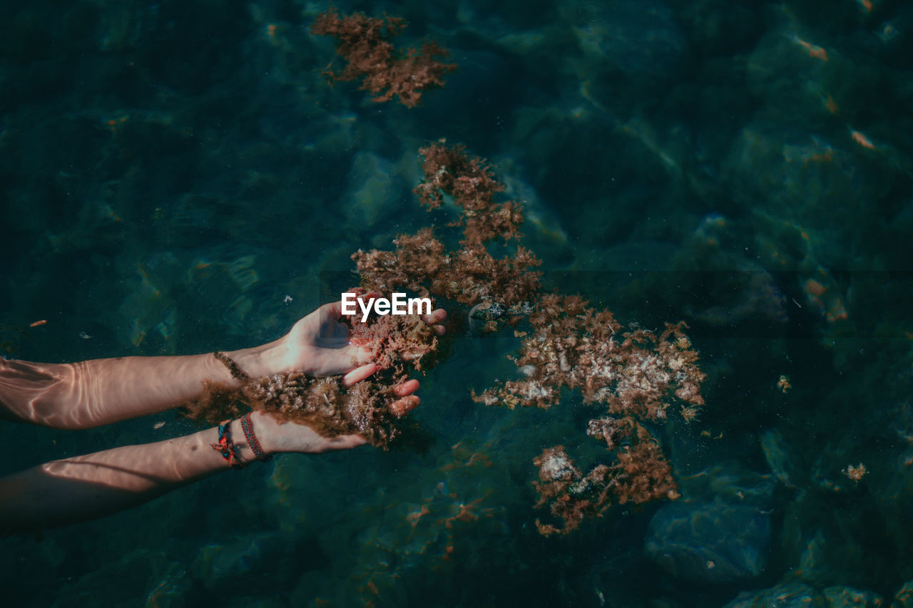 Cropped hand of woman touching coral by sea