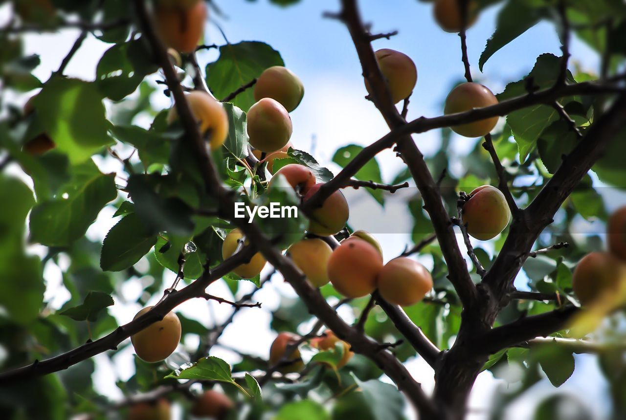 Close-up of apple tree against sky