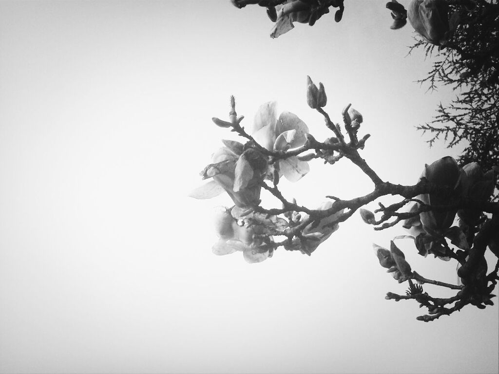 Low angle view of flower on tree against clear sky