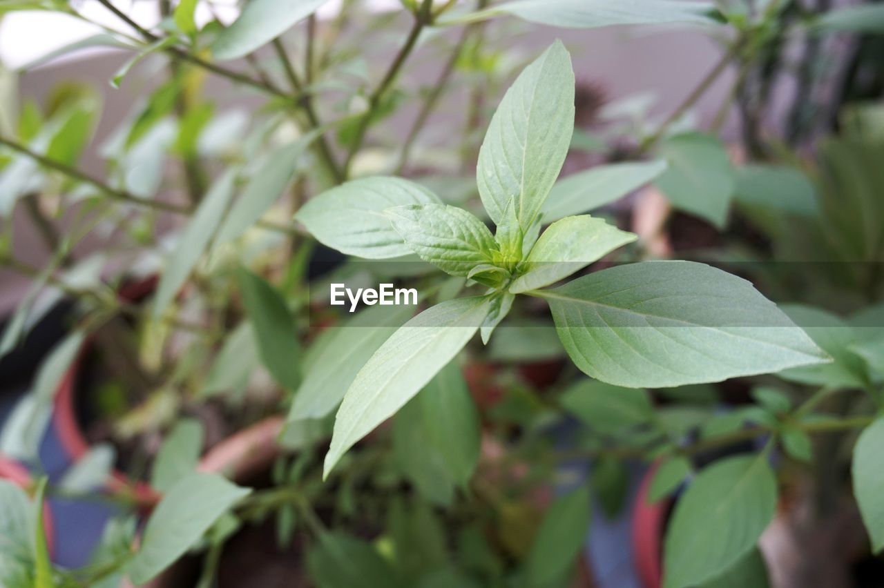 CLOSE-UP OF GREEN LEAVES