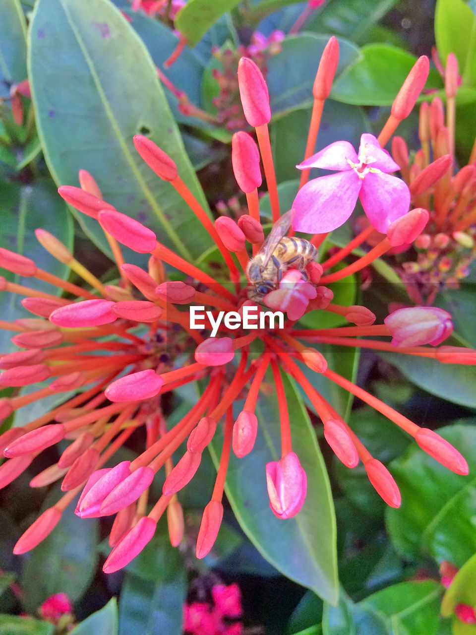 Close-up of pink flowers