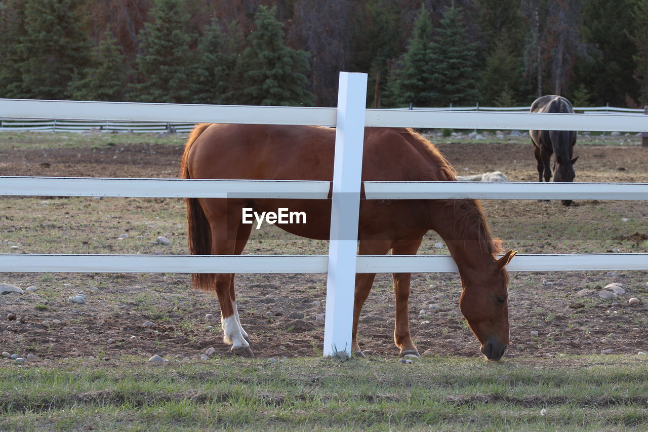 Horse standing in ranch