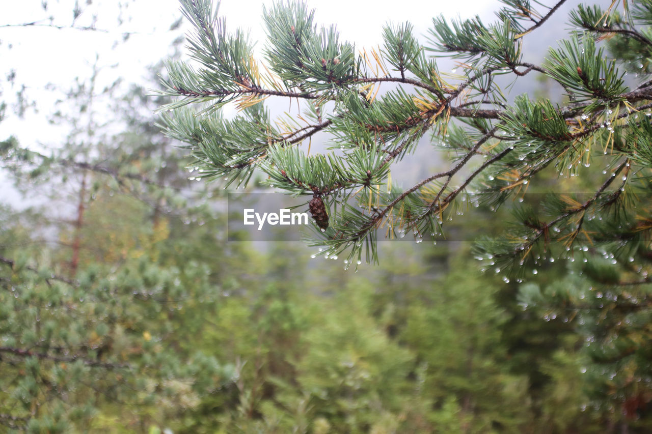 CLOSE-UP OF PINE TREE BRANCH