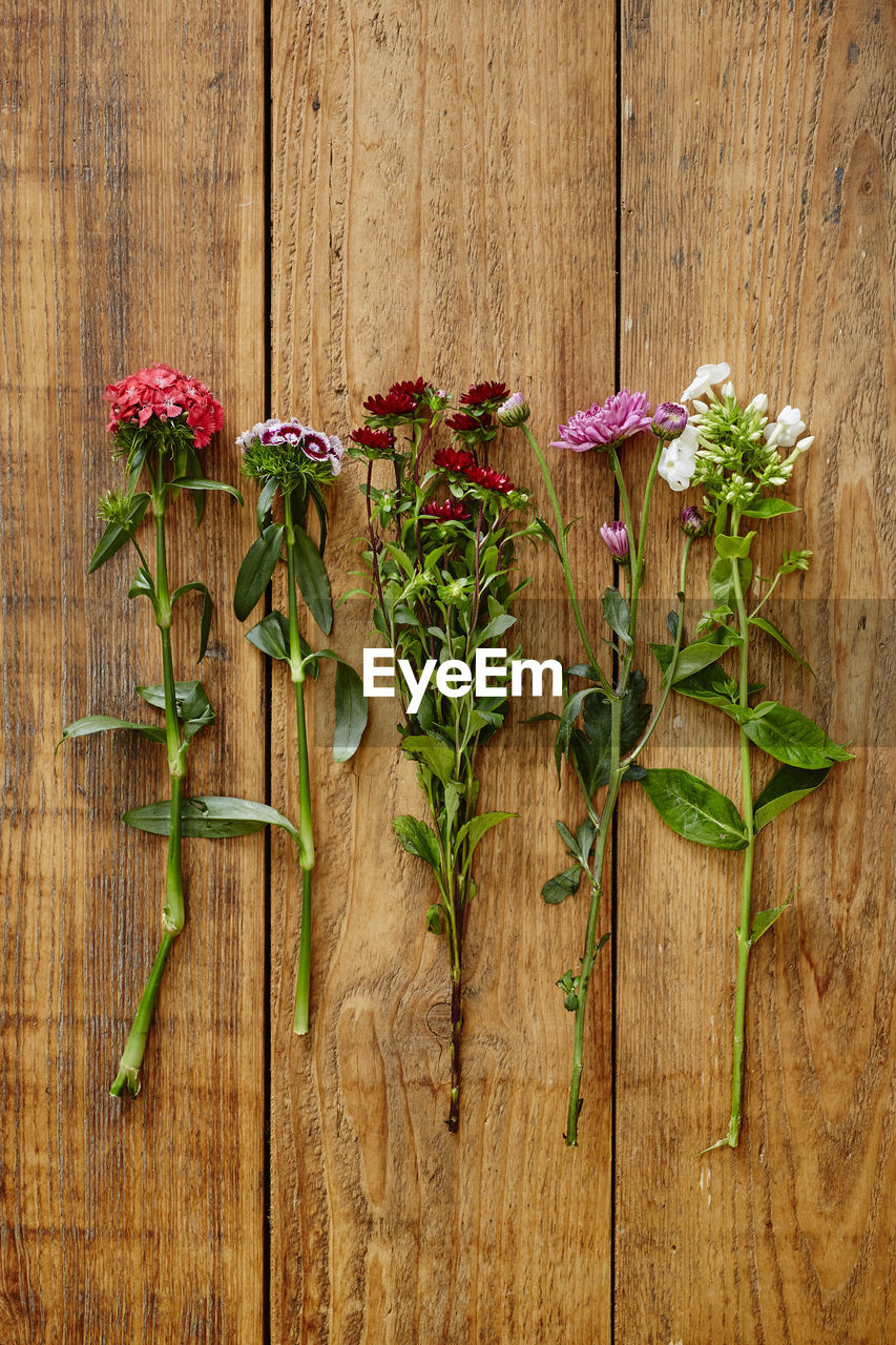 CLOSE-UP OF FLOWERING PLANT ON TABLE