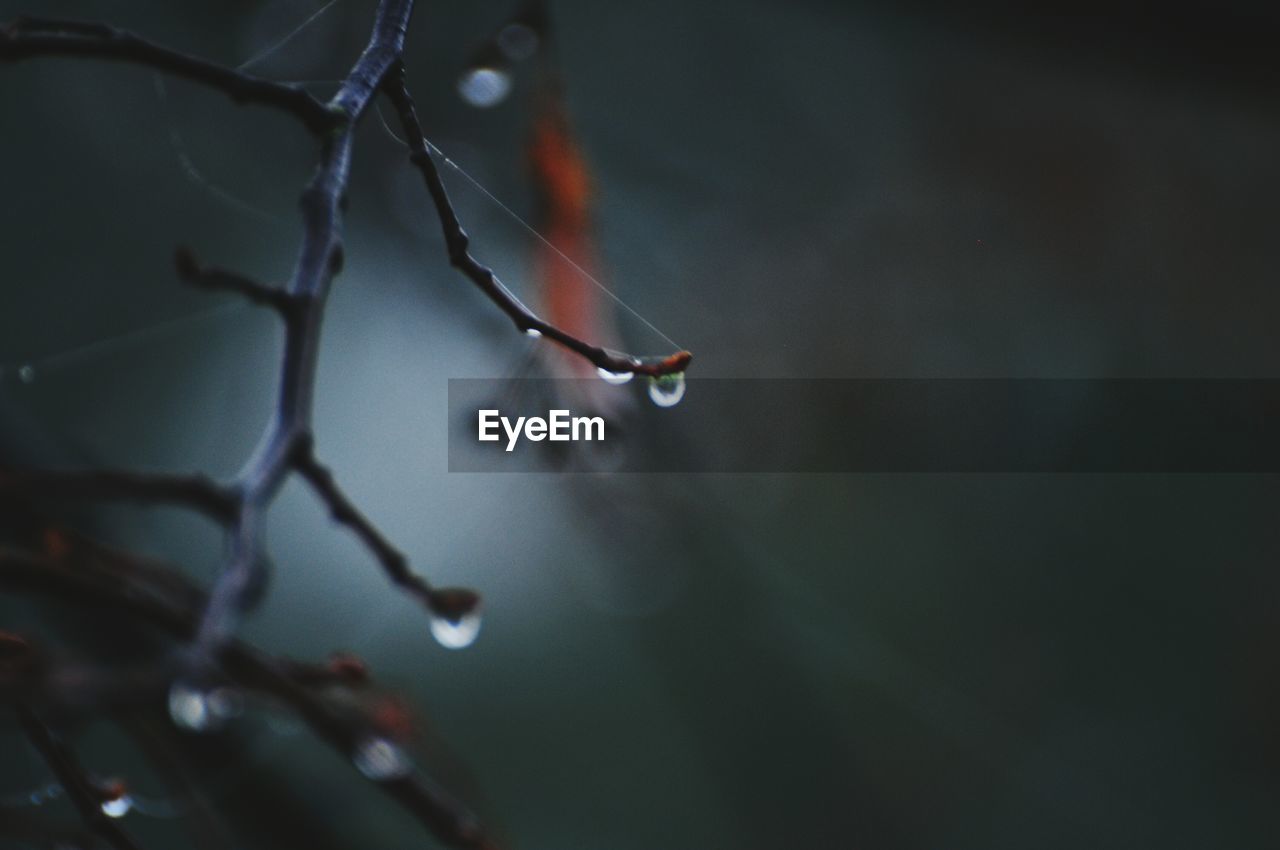 Close-up of water drop and spider web on twig