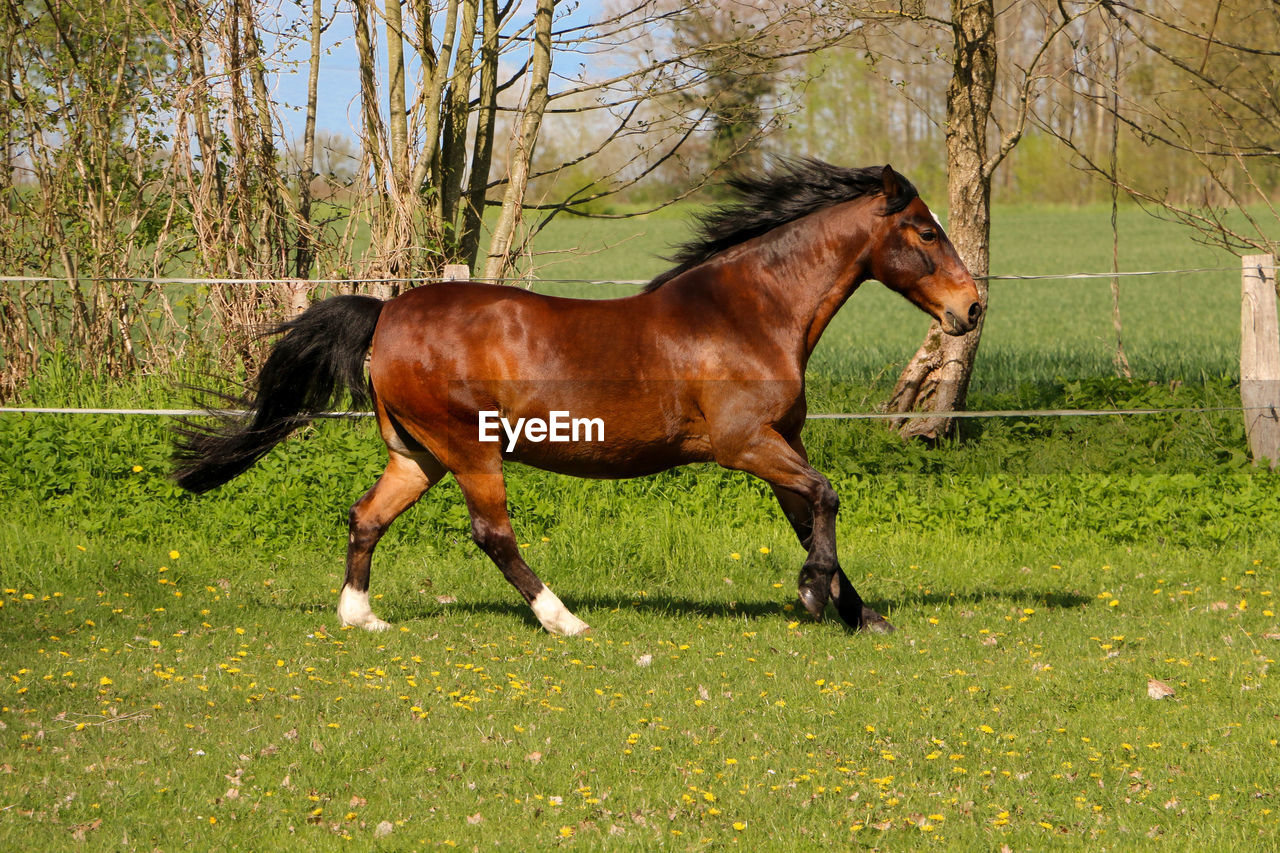 HORSE RUNNING IN FIELD