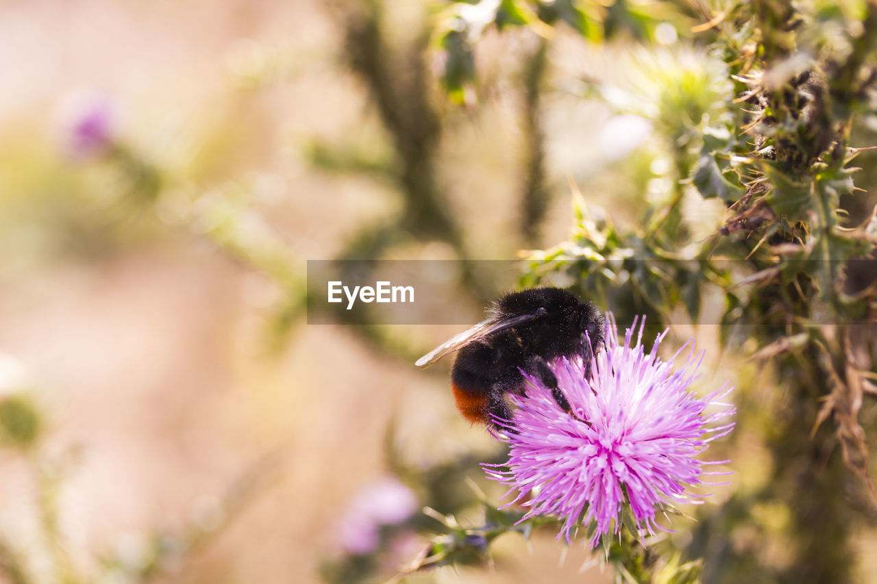 flower, flowering plant, plant, beauty in nature, freshness, animal themes, animal, nature, animal wildlife, purple, insect, fragility, flower head, close-up, macro photography, blossom, one animal, bee, wildlife, petal, growth, wildflower, pollination, springtime, food, no people, thistle, inflorescence, honey bee, pink, selective focus, outdoors, pollen, meadow, environment, focus on foreground, summer, botany, sunlight, day, macro, food and drink