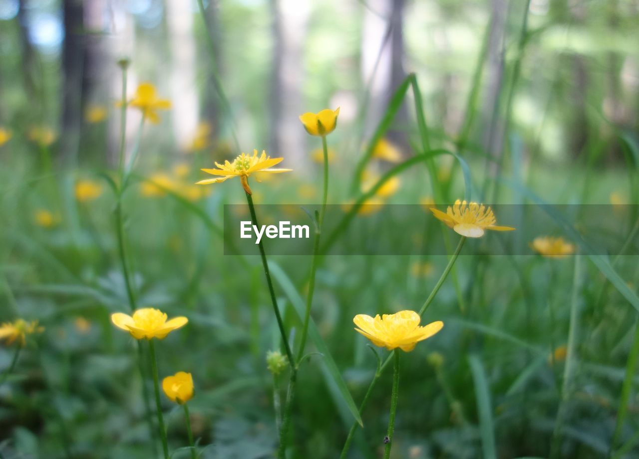 Close-up of yellow flowering plant on field