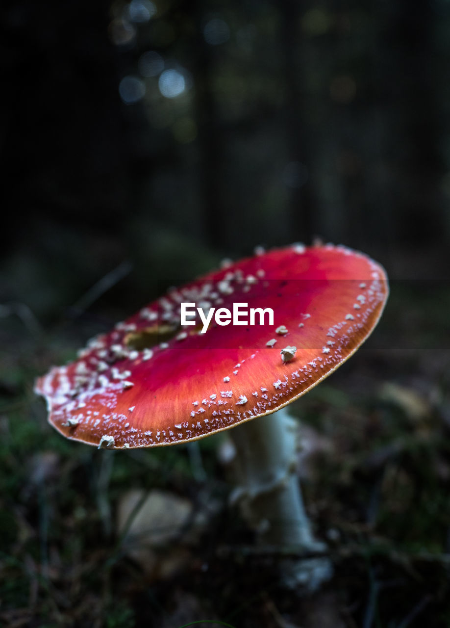 Close-up of fly agaric mushroom growing on field