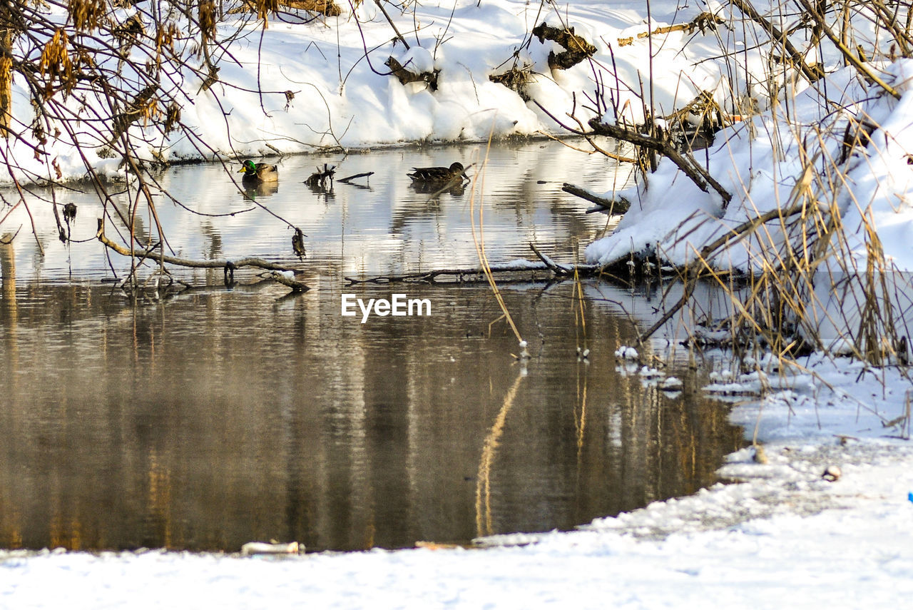 CLOSE-UP OF SNOW ON TREE BRANCHES DURING WINTER