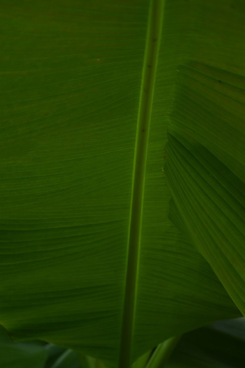 FULL FRAME SHOT OF LEAVES