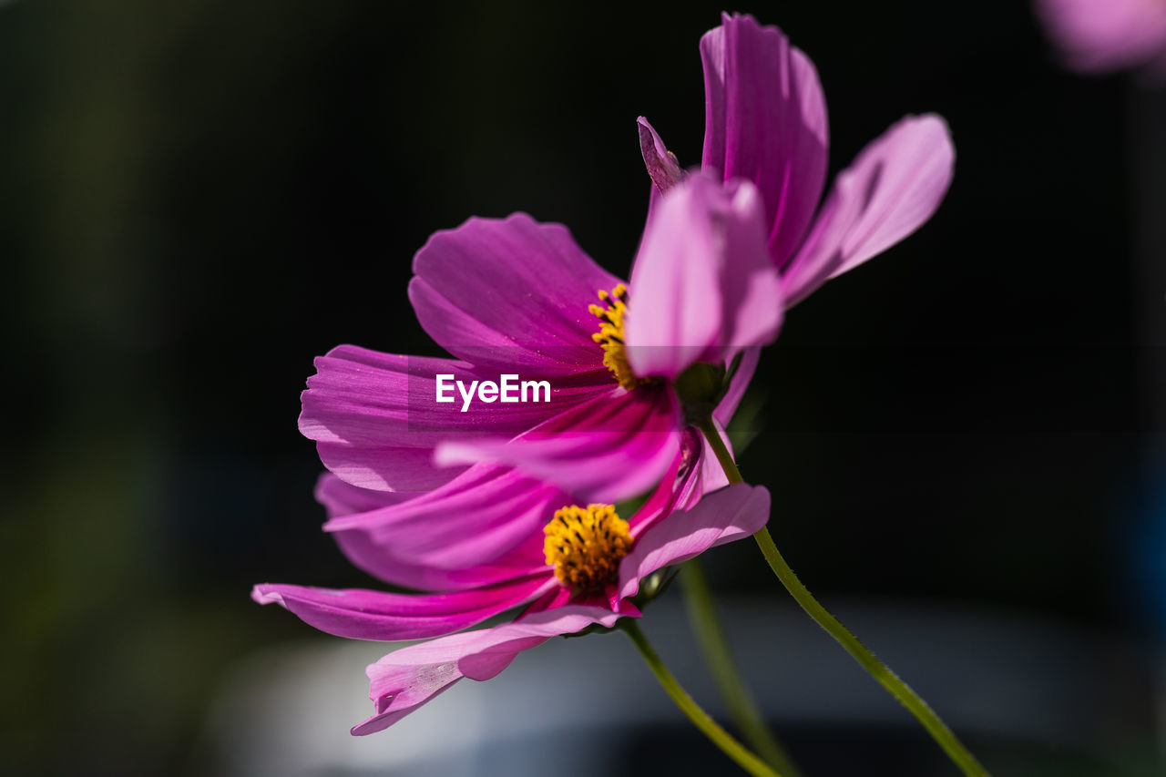 CLOSE-UP OF PINK COSMOS