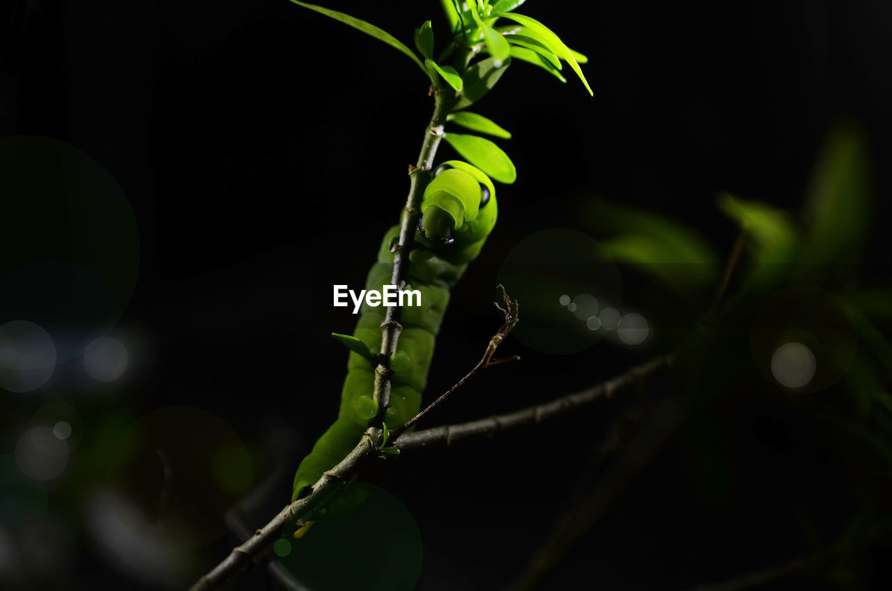 Green lime caterpillar on dark background