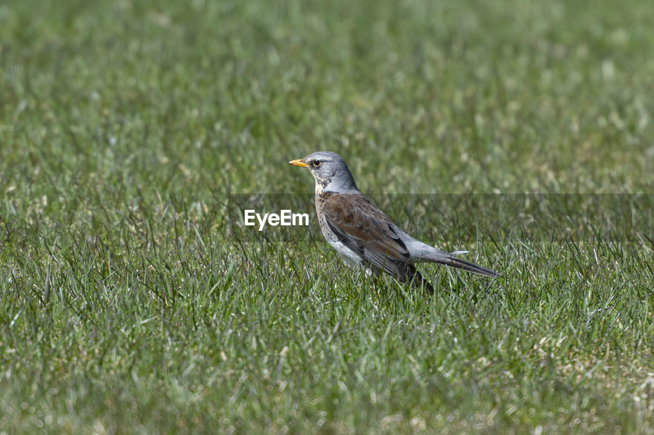 Bird perching on a grass