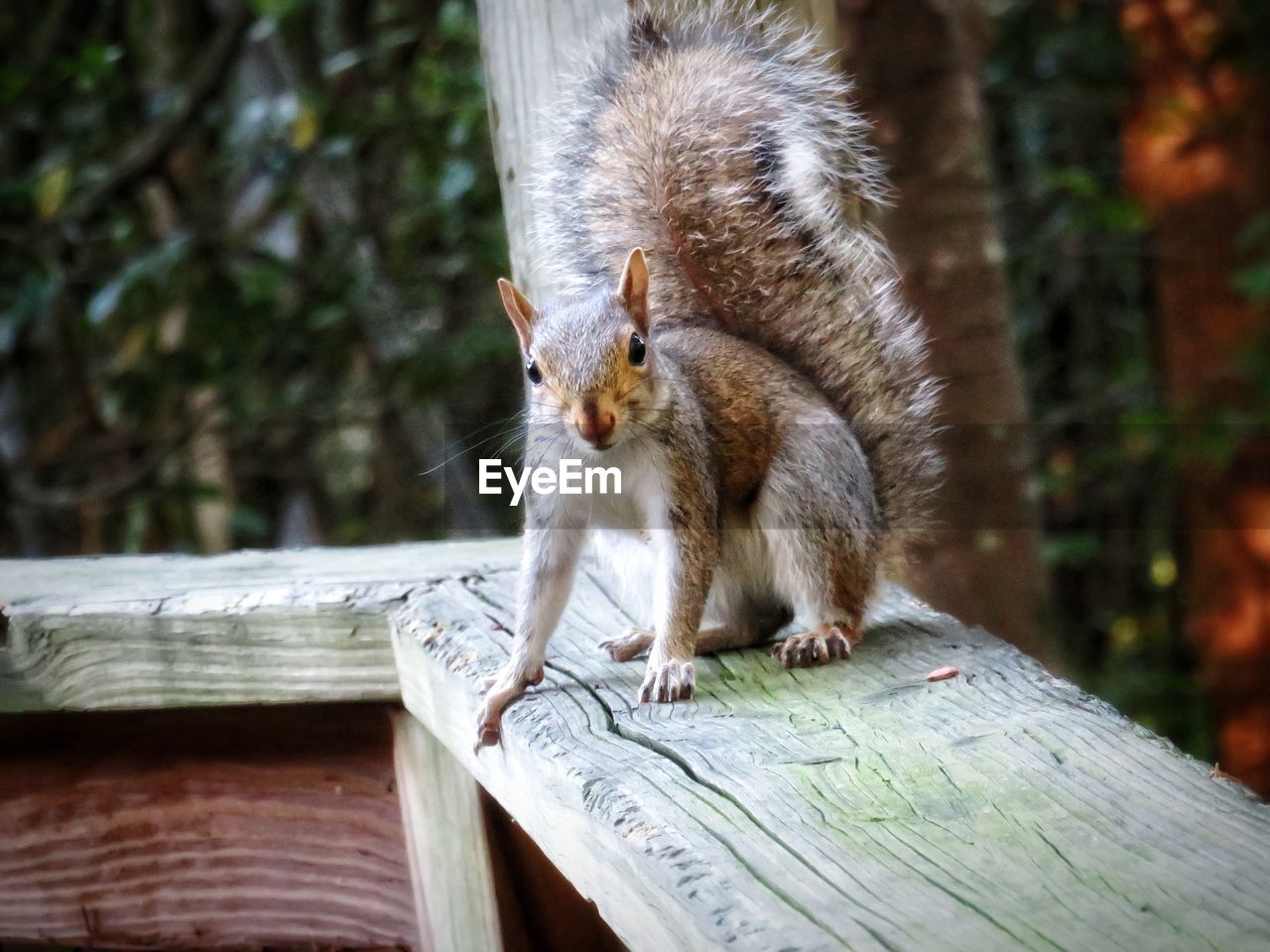 Close-up of squirrel on wooden railing