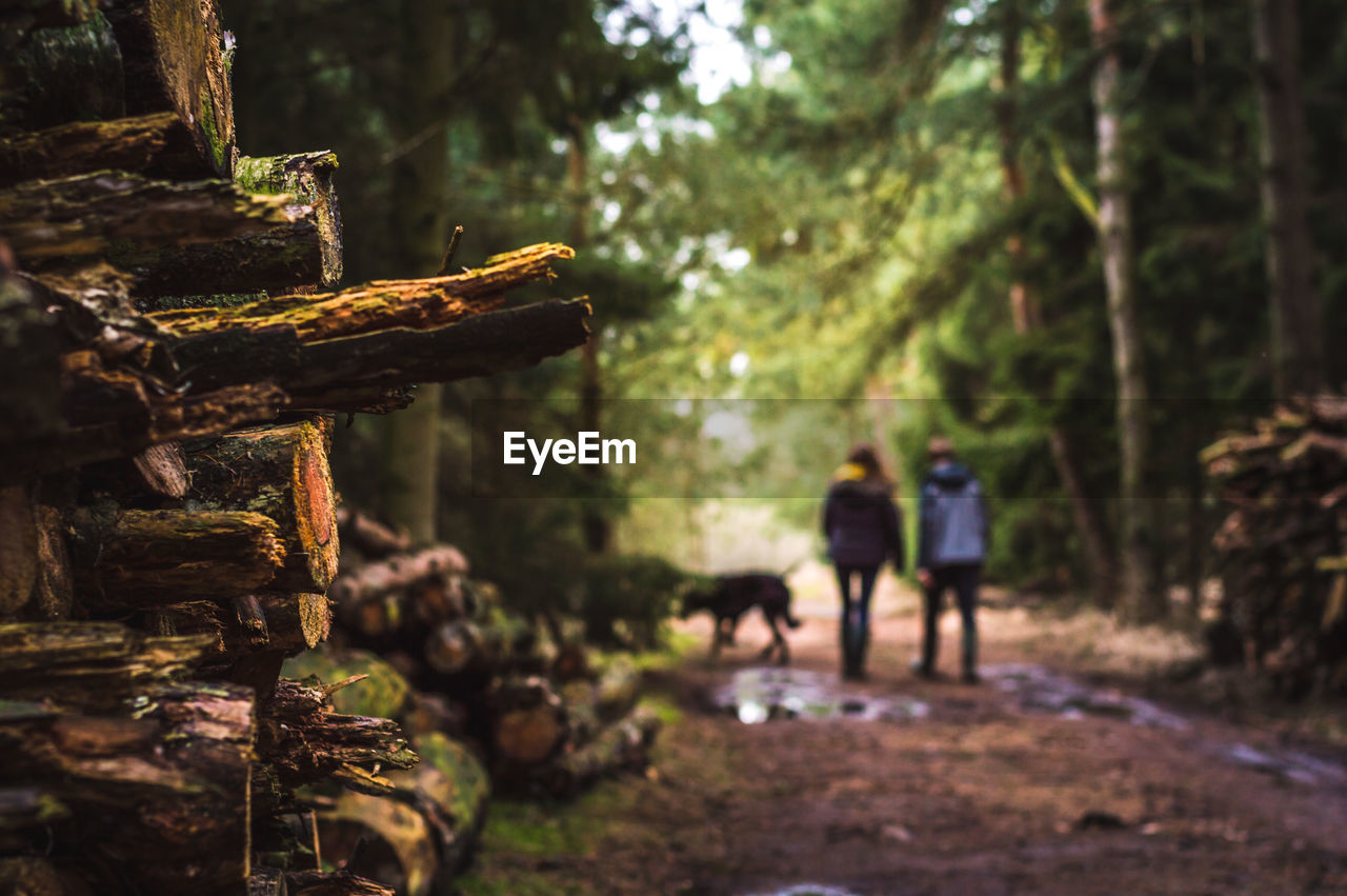 Defocused image of people with dog walking in forest