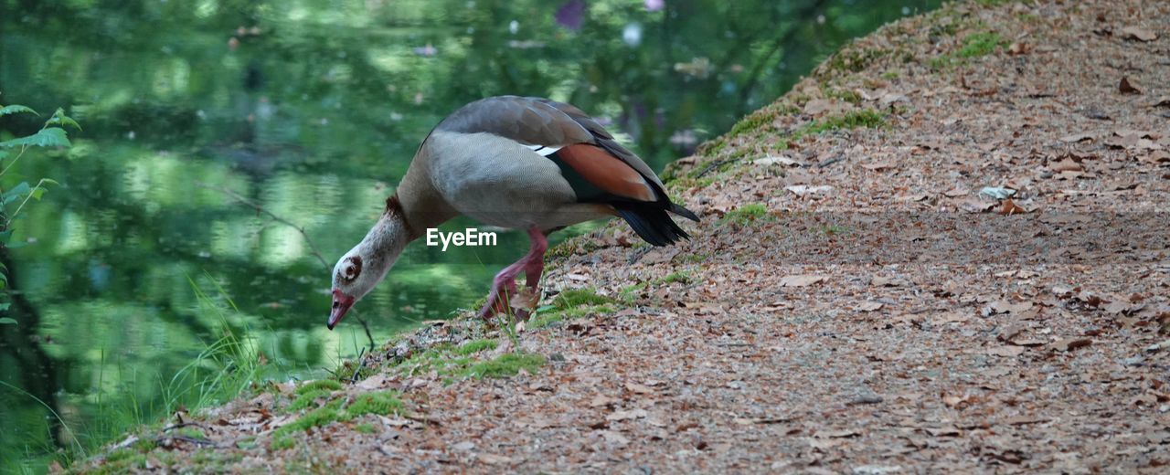 SIDE VIEW OF A BIRD ON FIELD