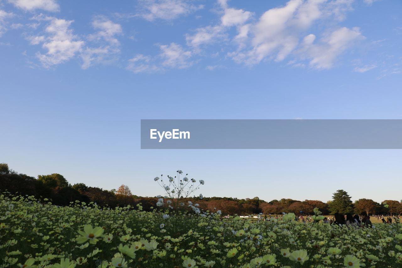 LOW ANGLE VIEW OF FIELD AGAINST SKY