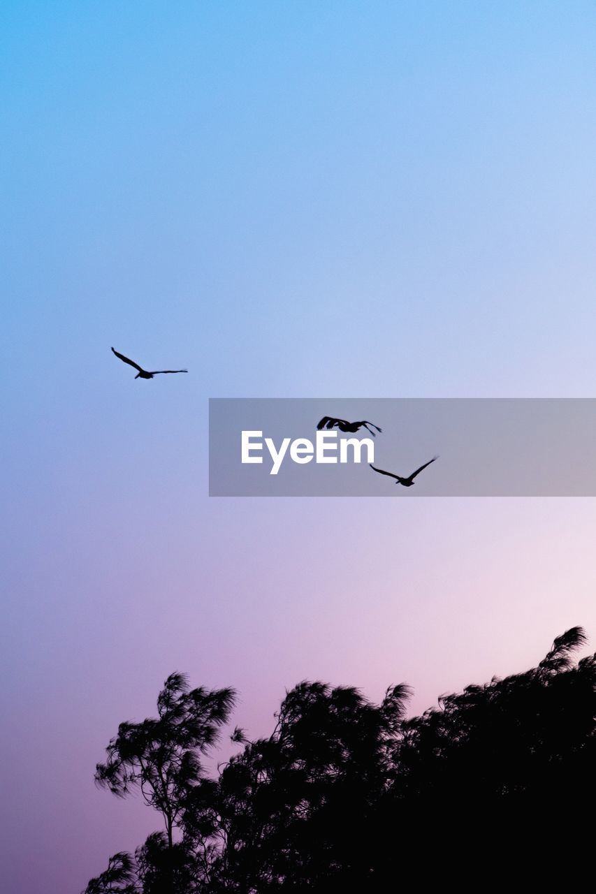 Low angle view of silhouette birds flying against clear sky