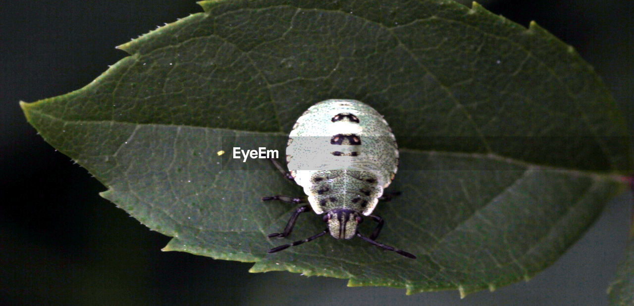 HIGH ANGLE VIEW OF INSECT ON PLANT