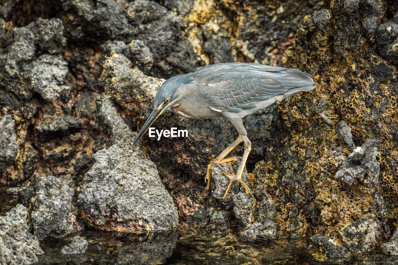 Striated heron perching on rock in lake