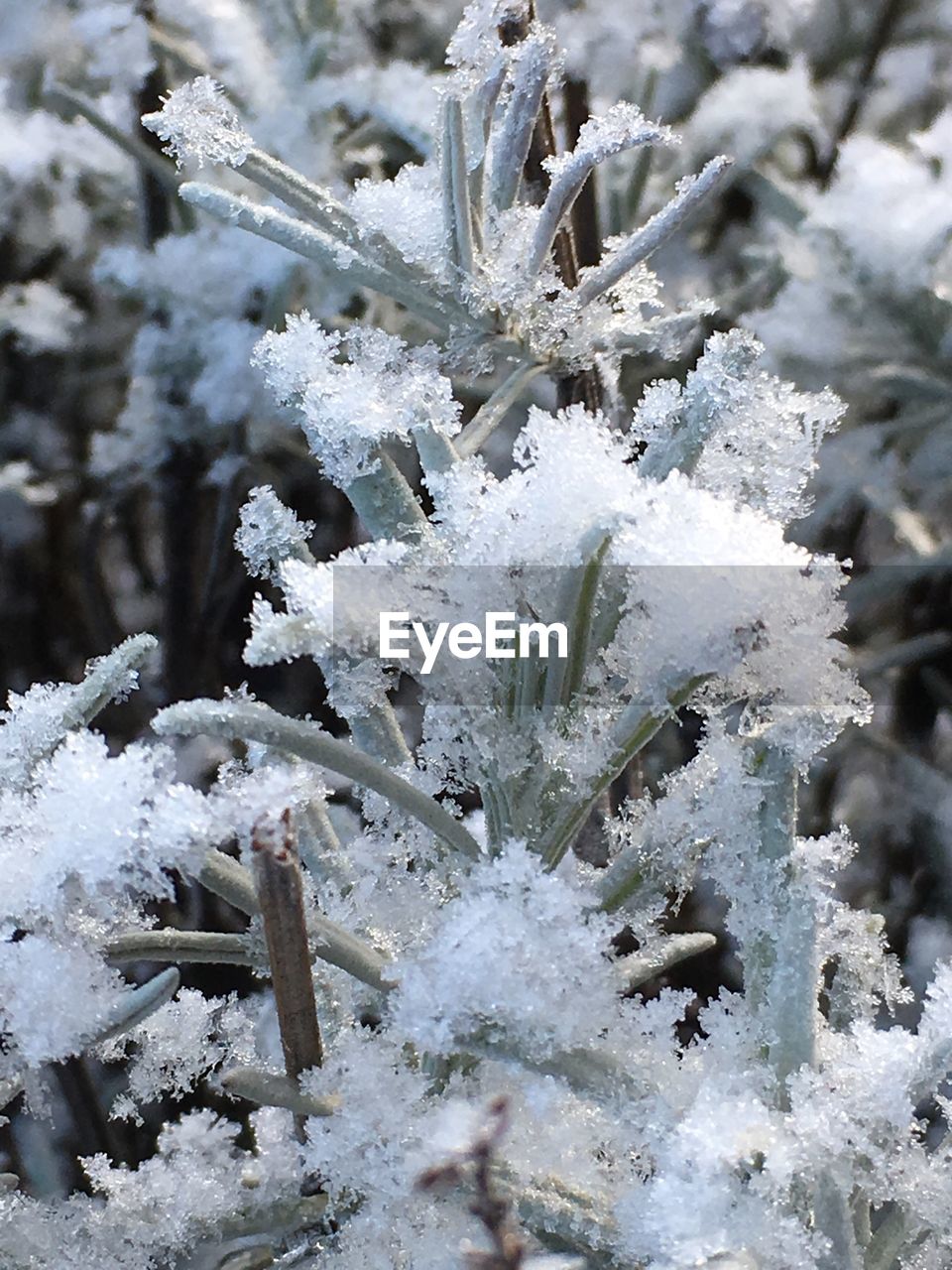 Close-up of frozen plants on field