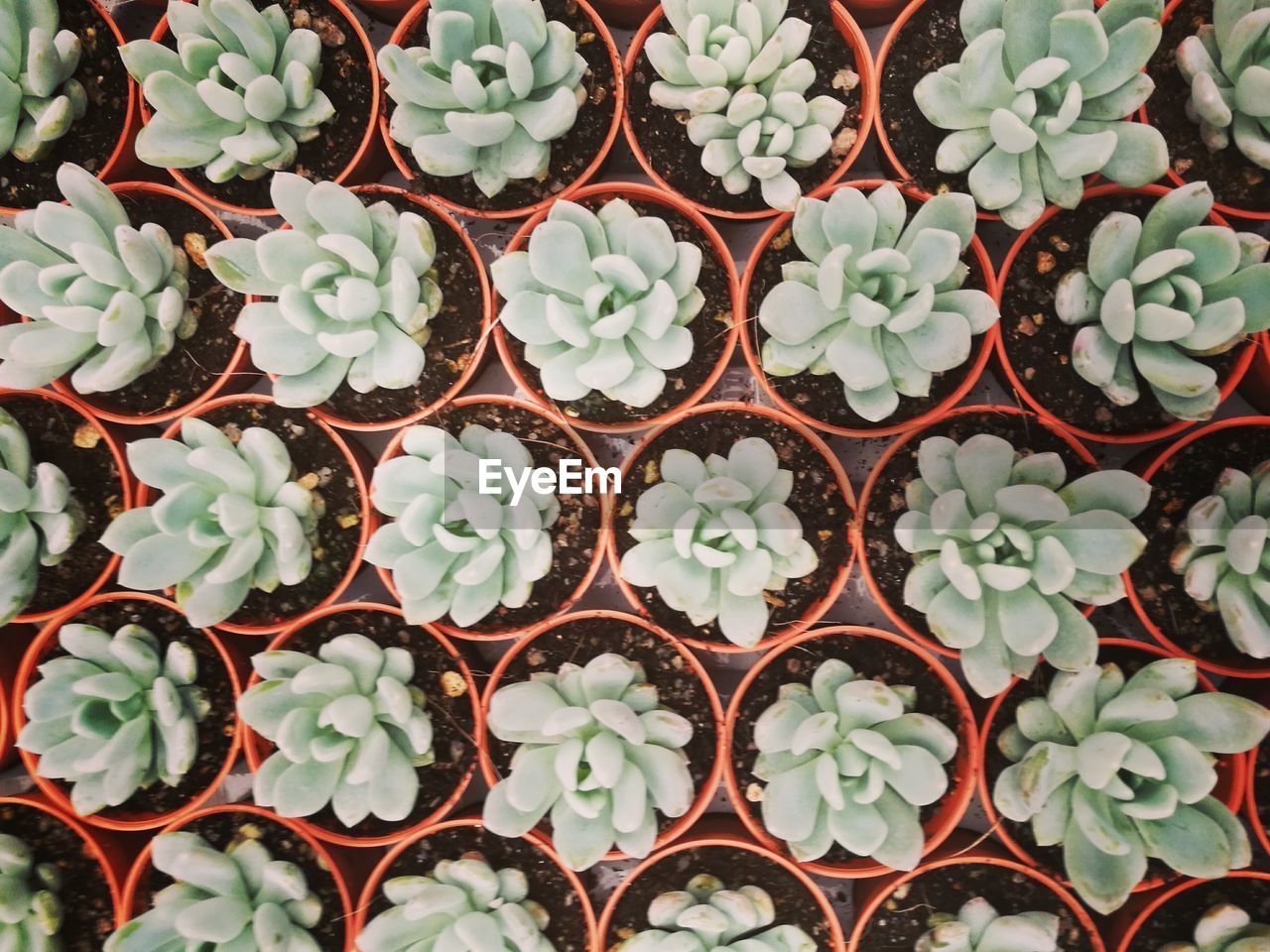 Full frame shot of cactus plants