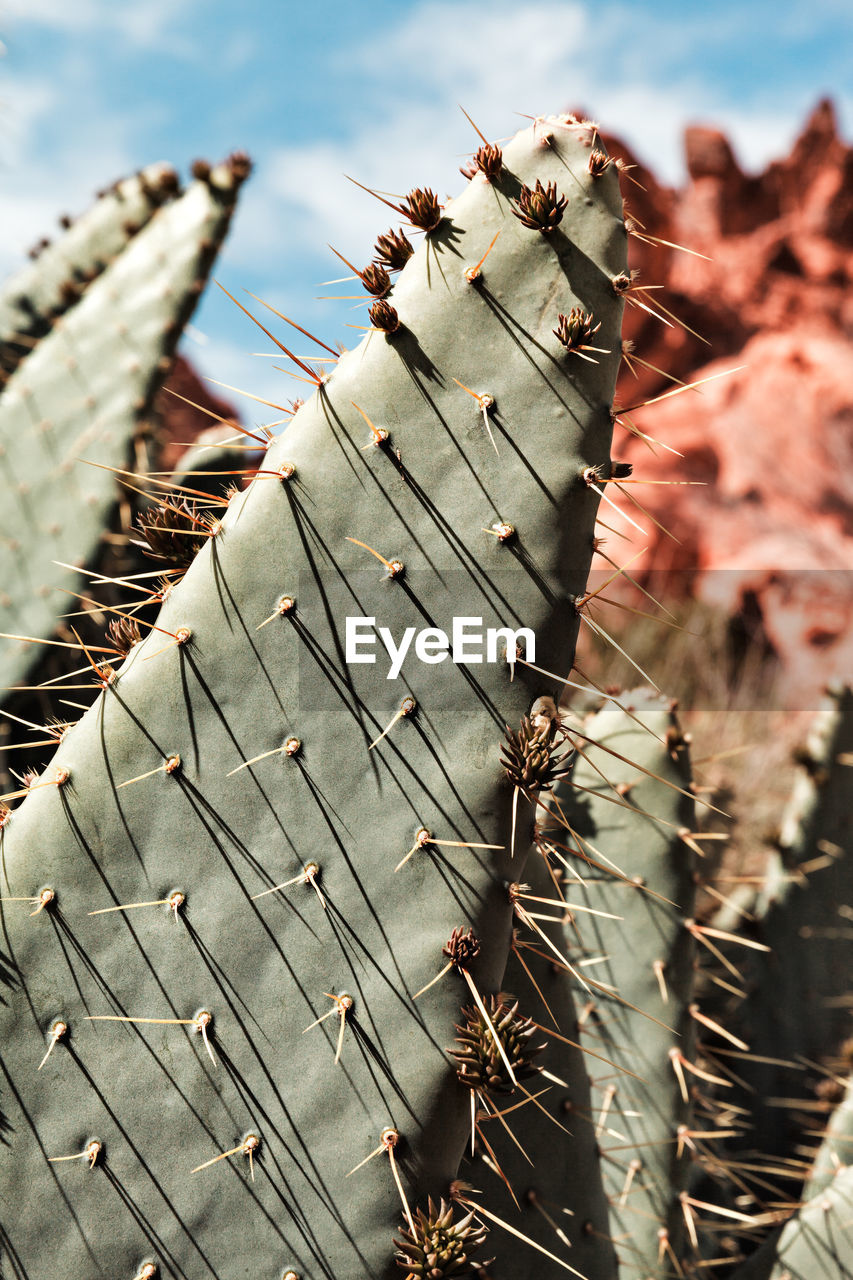 CLOSE-UP OF SUCCULENT PLANT ON LAND