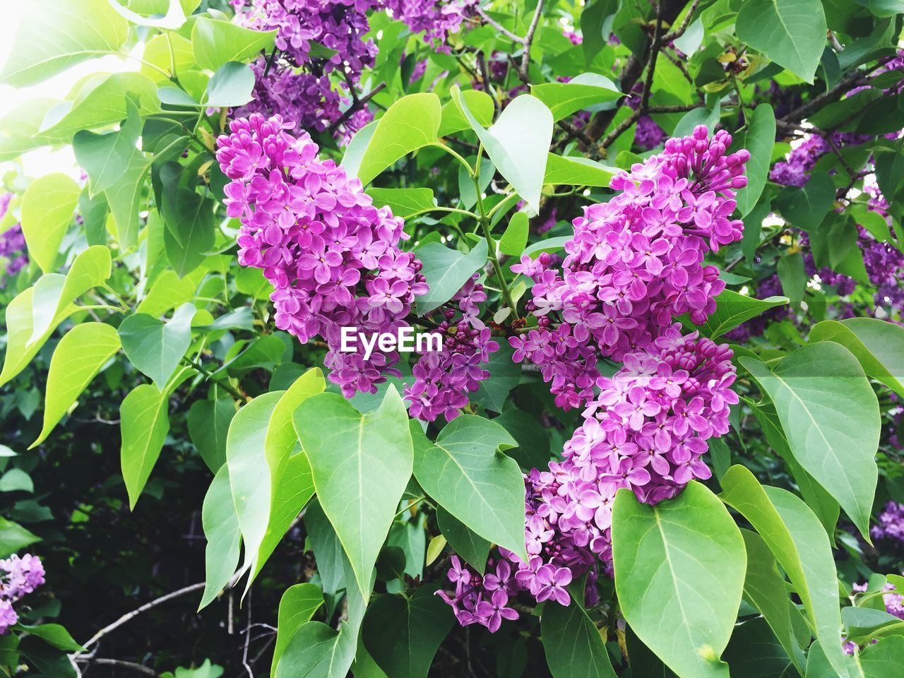 CLOSE-UP OF PURPLE FLOWERS BLOOMING IN PLANT