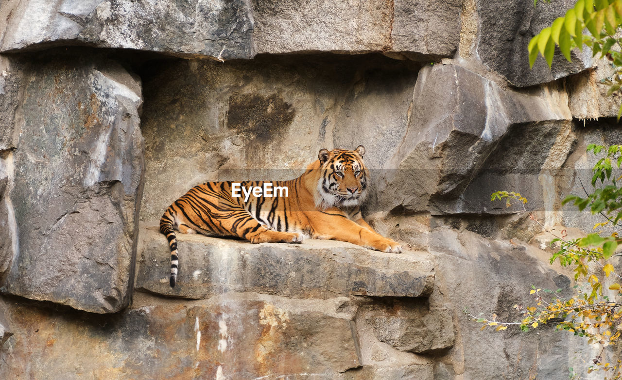 animal, animal themes, tiger, feline, mammal, big cat, cat, animal wildlife, one animal, wildlife, zoo, no people, carnivora, relaxation, nature, rock, outdoors, day, domestic animals, animals in captivity, pet, resting, felidae, portrait, tree