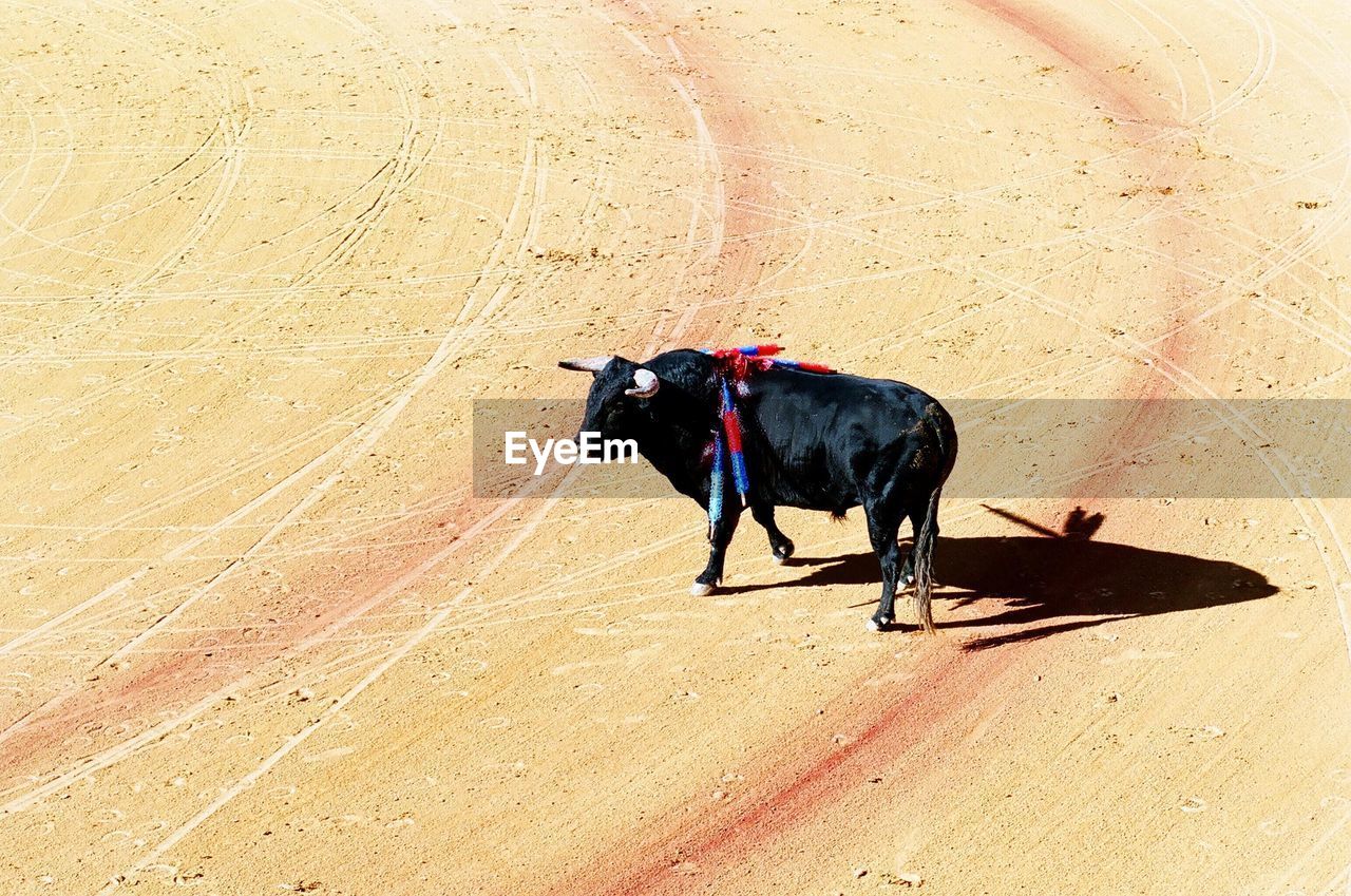 High angle view of bull at corrida