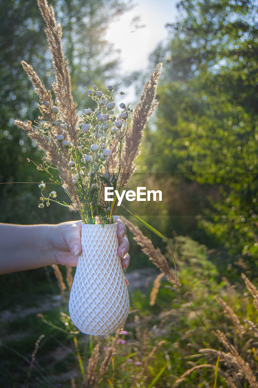 Close-up of hand holding plant