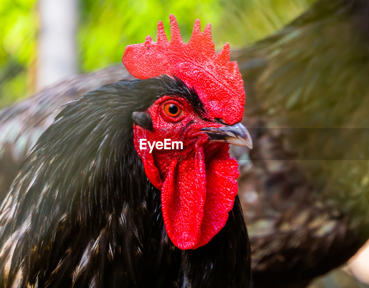 animal themes, animal, bird, livestock, domestic animals, chicken, rooster, pet, one animal, mammal, beak, agriculture, red, animal body part, close-up, comb, nature, cockerel, fowl, animal head, no people, farm, outdoors, poultry, portrait, focus on foreground