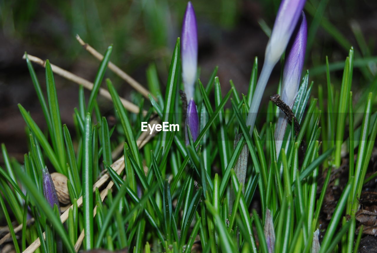 CLOSE-UP OF FRESH GREEN PLANTS ON FIELD