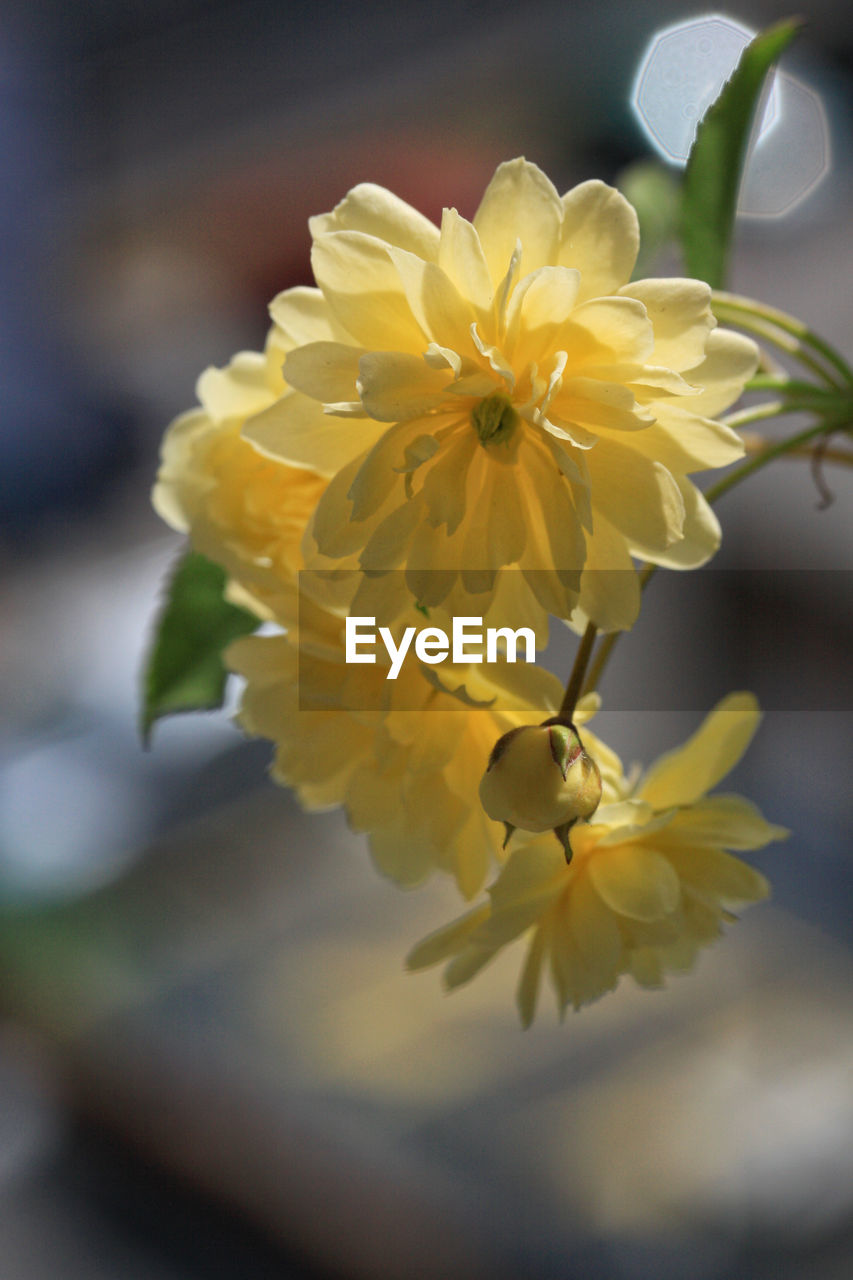 CLOSE-UP OF YELLOW FLOWER