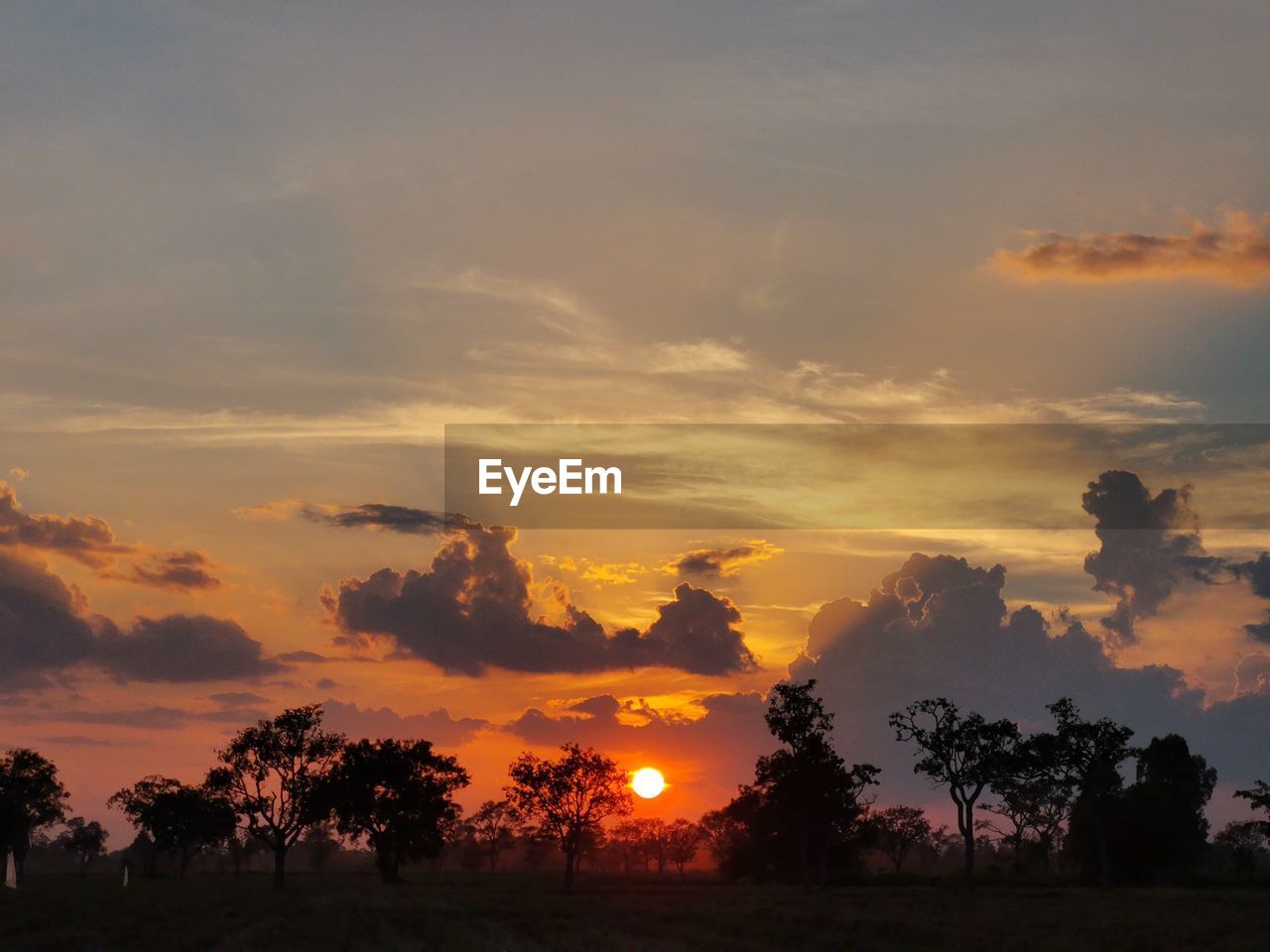 SILHOUETTE TREES ON FIELD AGAINST ORANGE SKY DURING SUNSET