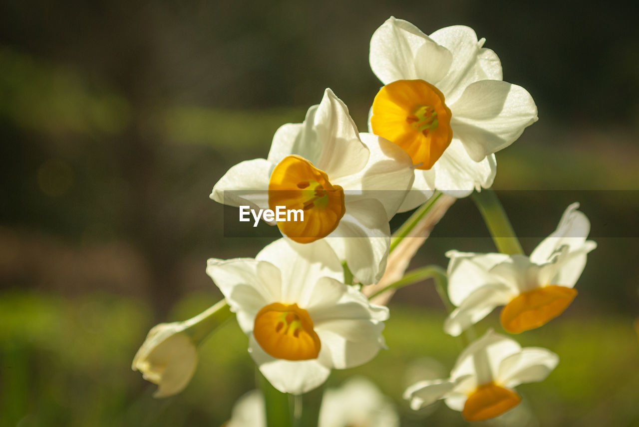 Close-up of white flowering plant