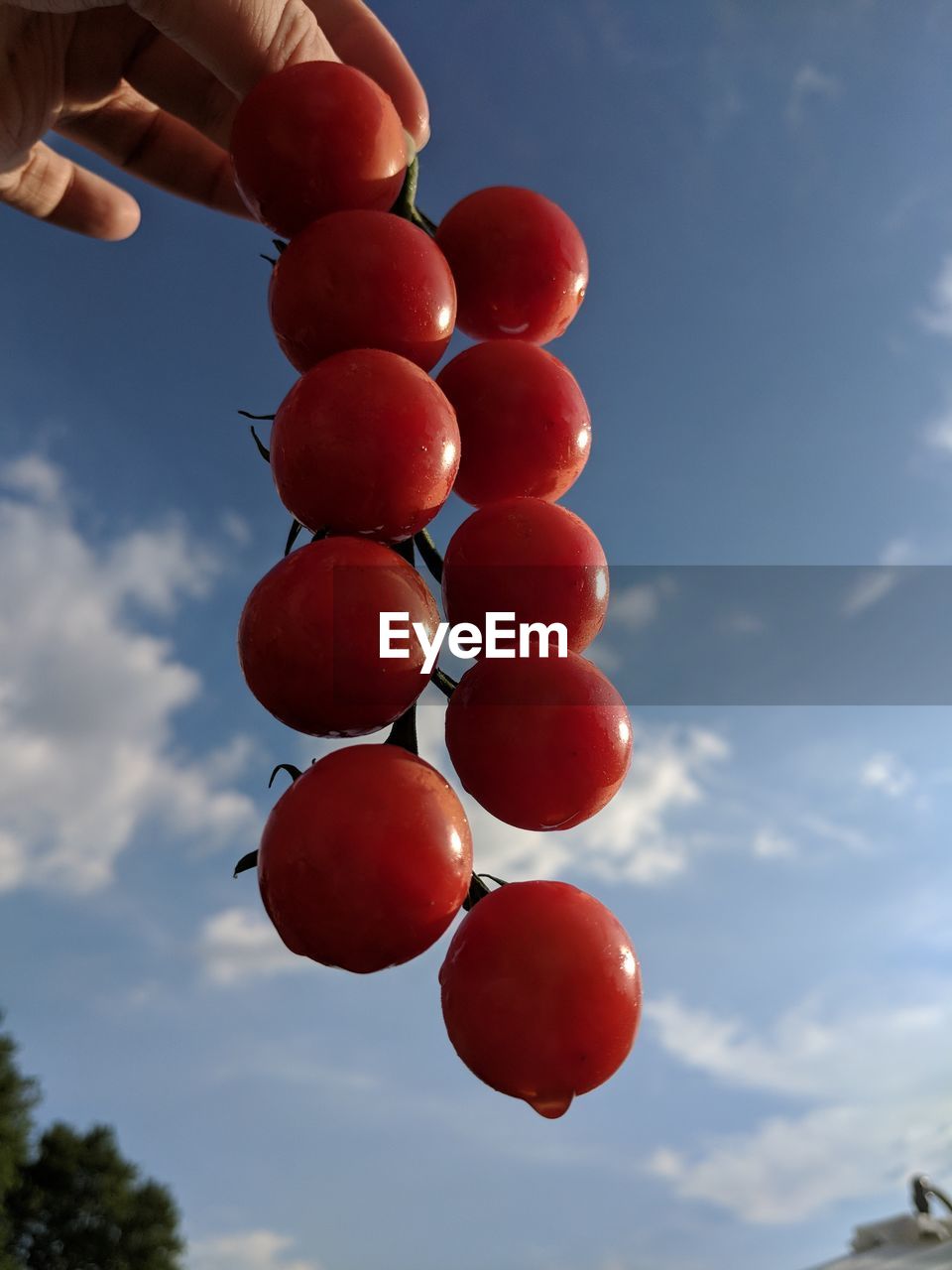 Cropped image of person holding tomatoes against sky