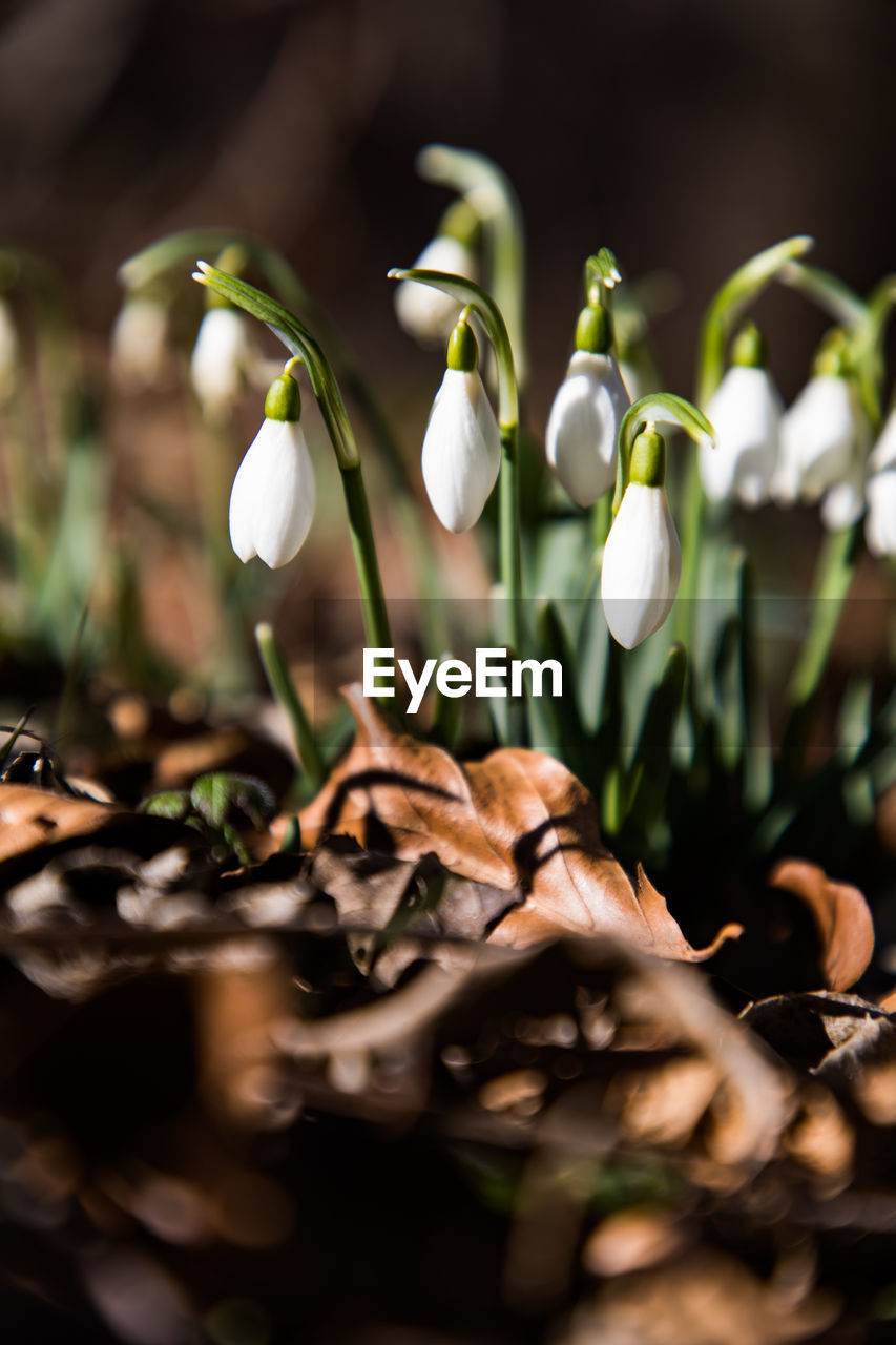 Close-up of white flowering plants